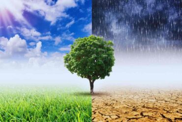 Albero al centro di due scenari meteo contrapposti