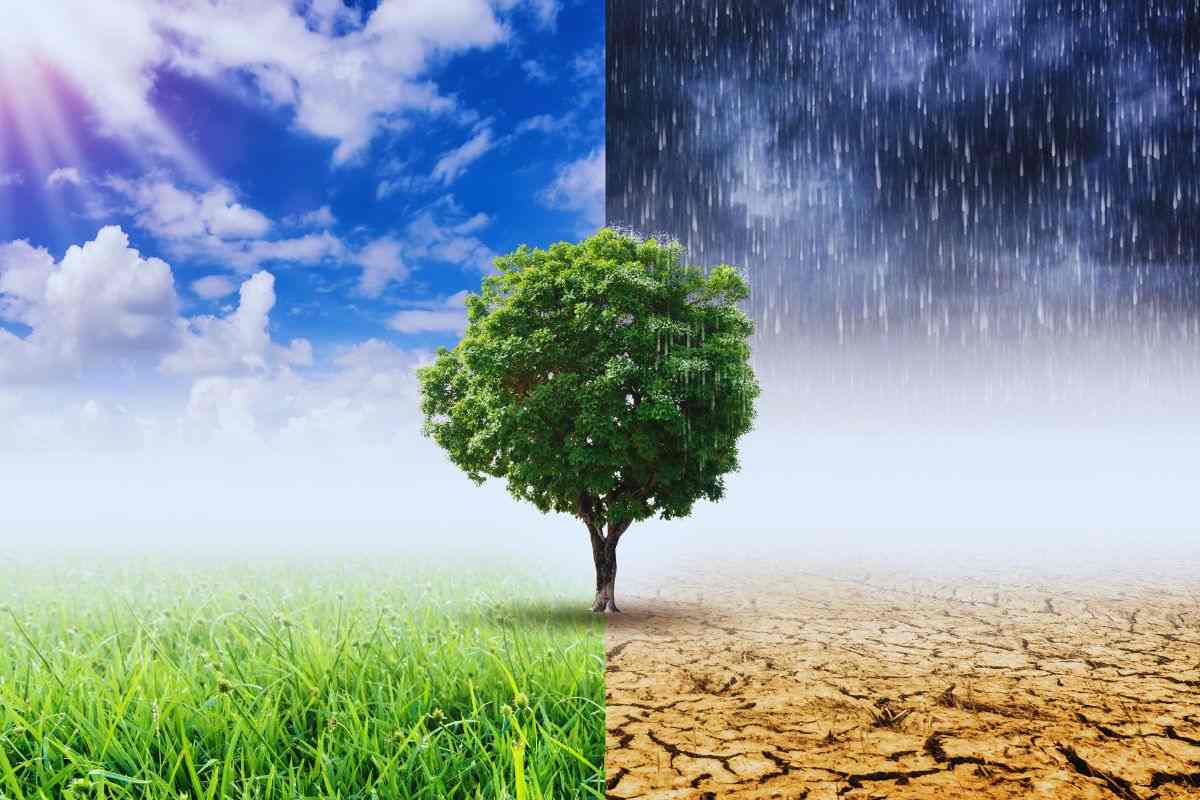 Albero al centro di due scenari meteo contrapposti