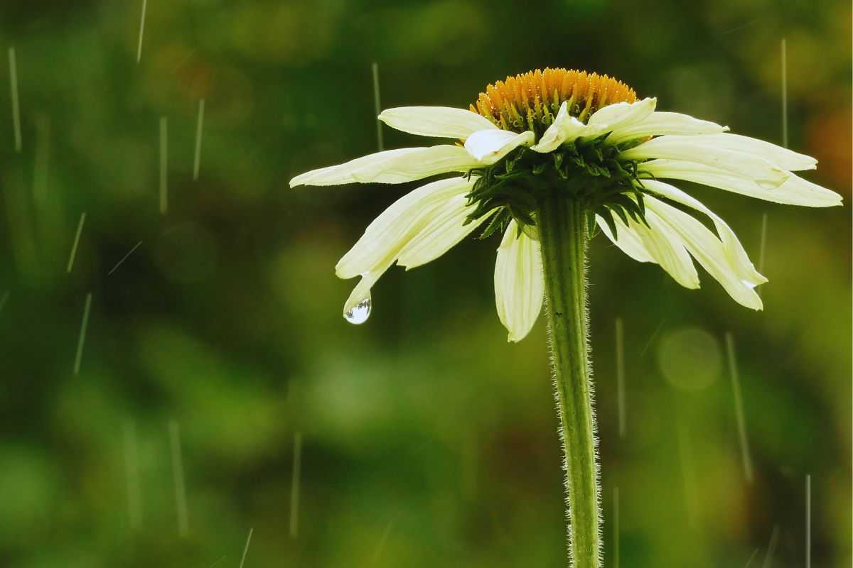 fiore bagnato dalla pioggia