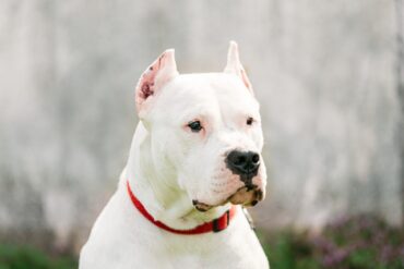 Dogo argentino bianco