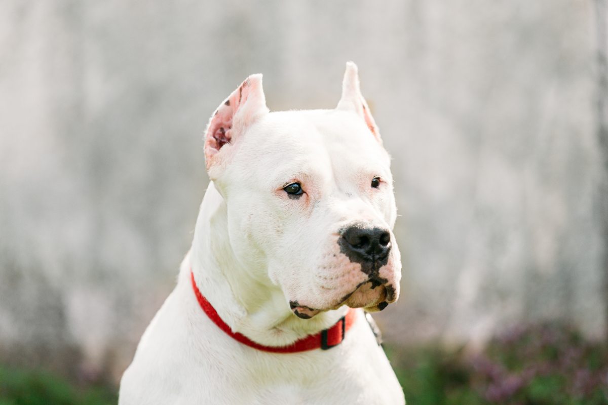 Dogo argentino bianco