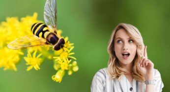Le api non saranno più un problema in casa e in giardino: così le allontani senza insetticida