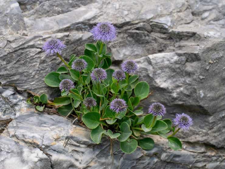 pianta Vedovella delle Apuane