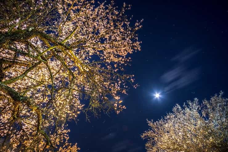 Luna sopra ad alberi fioriti