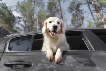 Cane che si sporge dal finestrino