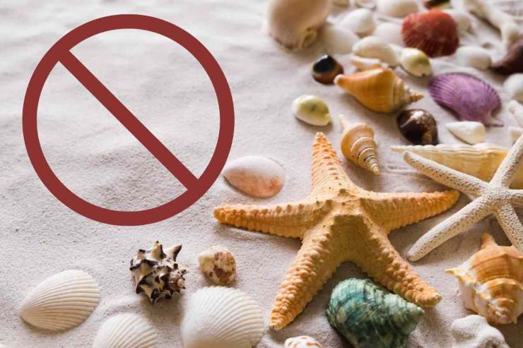 Conchiglie e stelle marine
