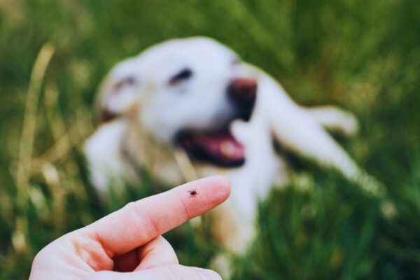 Cane sdraiato su prato e persona che tiene sul dito una zecca