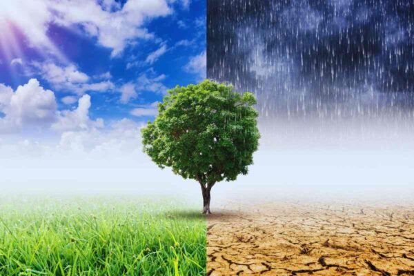 Albero diviso tra due scenari meteo opposti