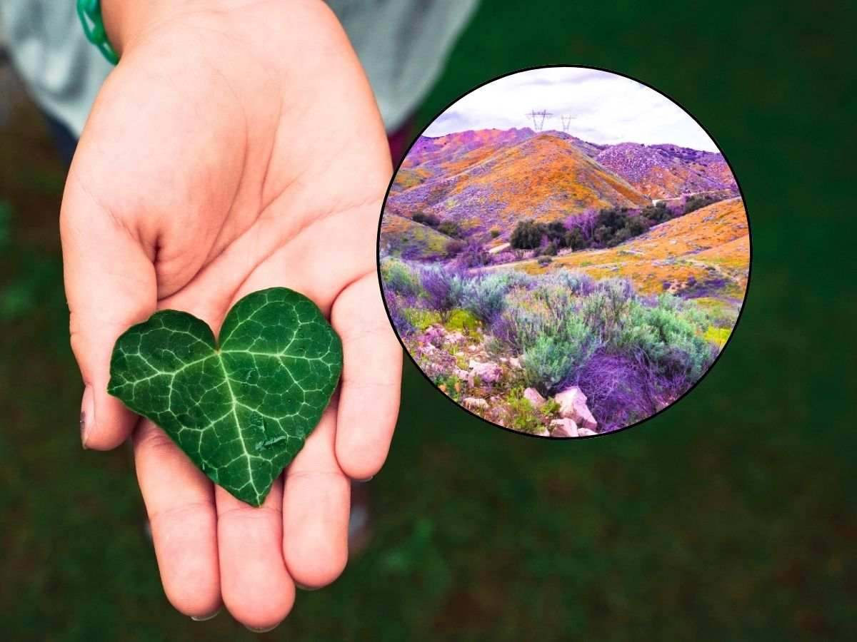 sfondo mano con foglia a forma di cuore e tondo con campi colorati