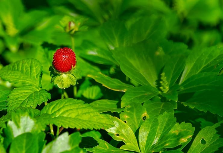 Fragola selvatica che spunta dalle foglie