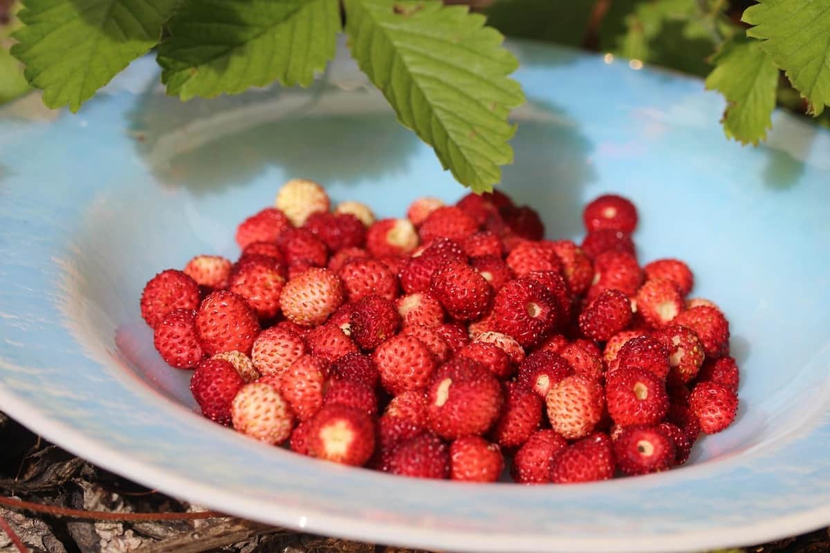 Piatto pieno di piccole fragole selvatiche