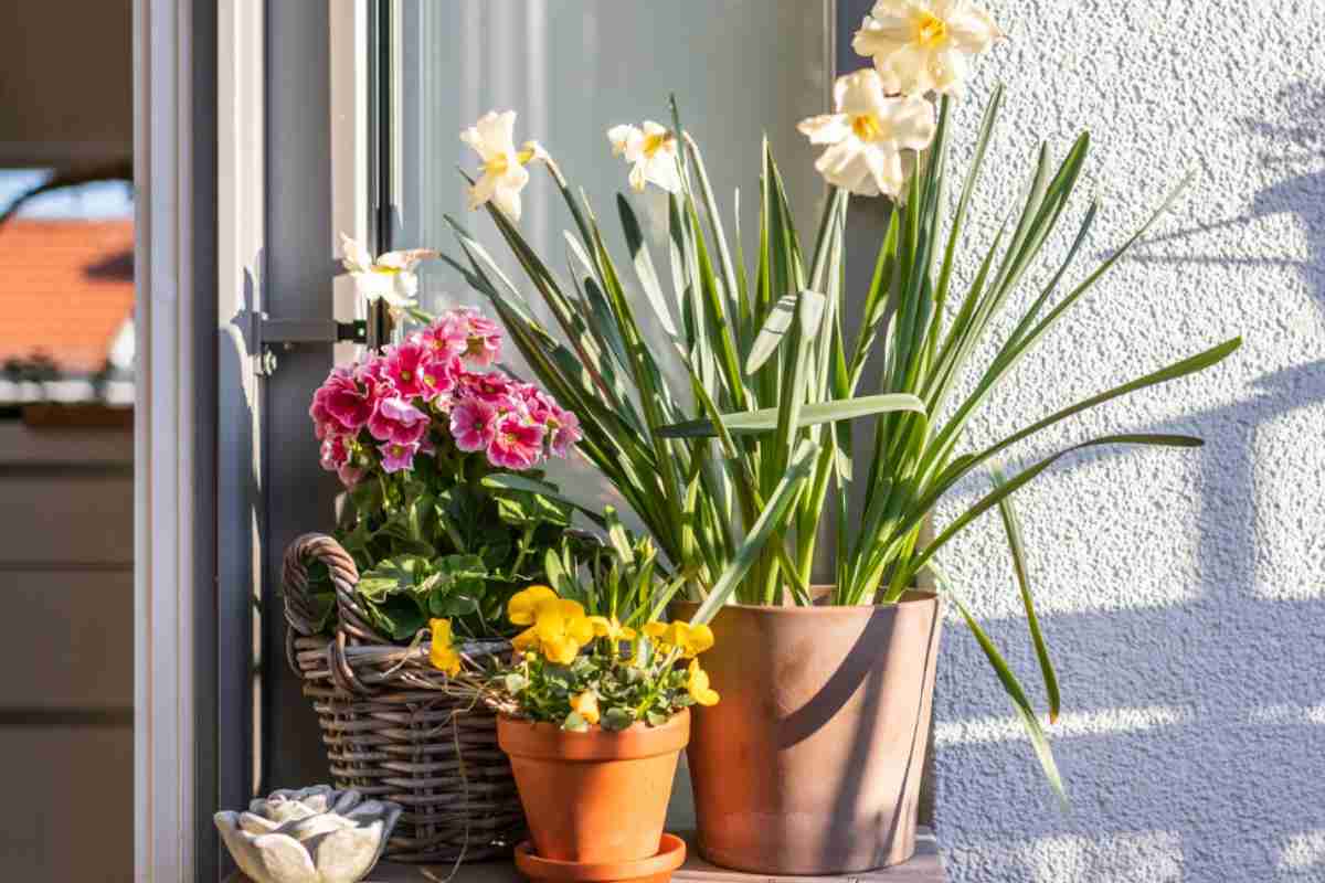 Piante sul balcone