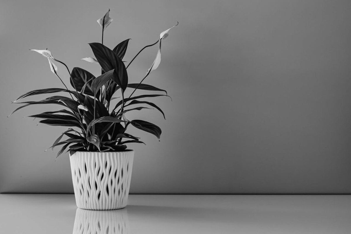 Pianta che purifica l'aria