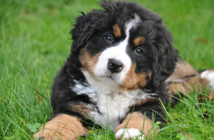 cane sul prato