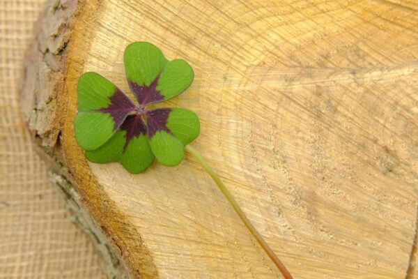 Quadrifoglio appoggiato su un supporto di legno