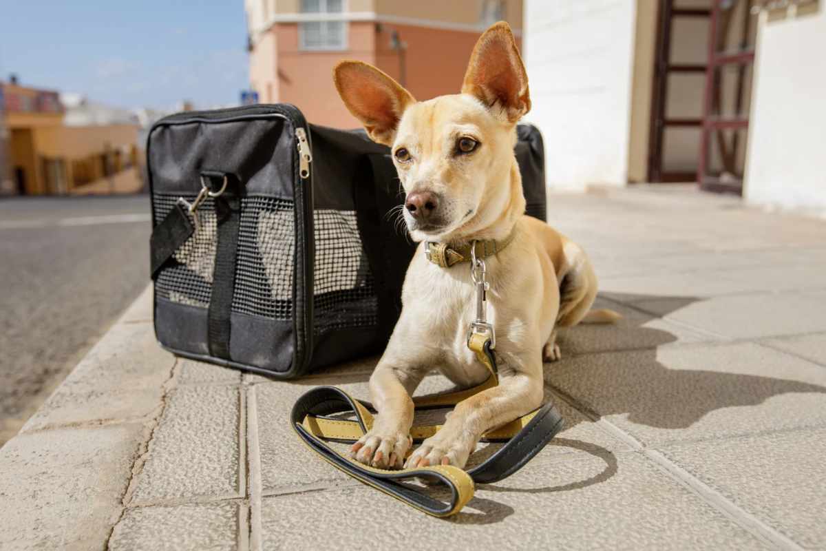 Cane vicino al trasportino