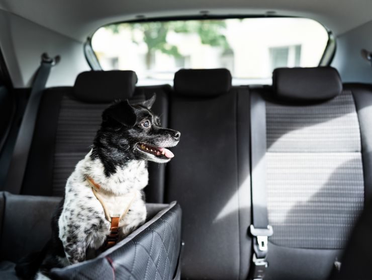 Cane su sedile posteriore di un'auto