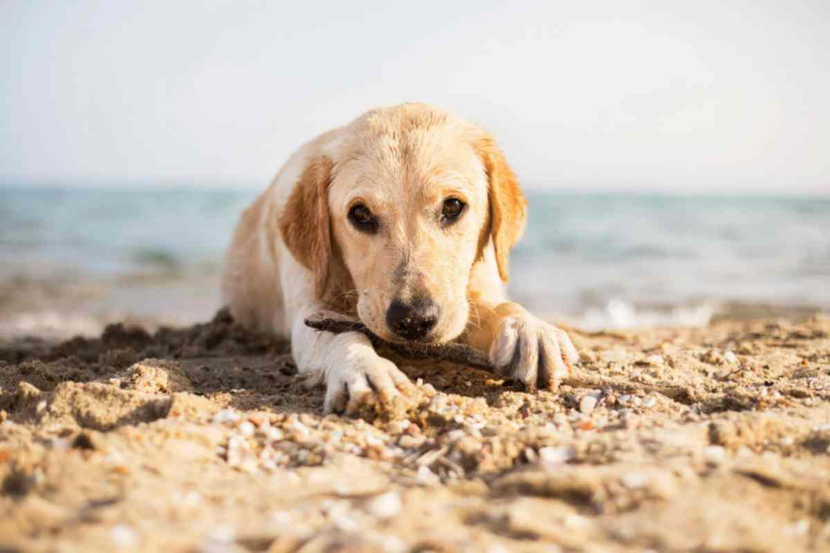 cane in spiaggia estate