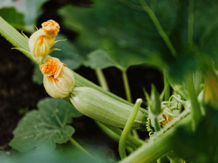 tenerumi foglie di zucchine