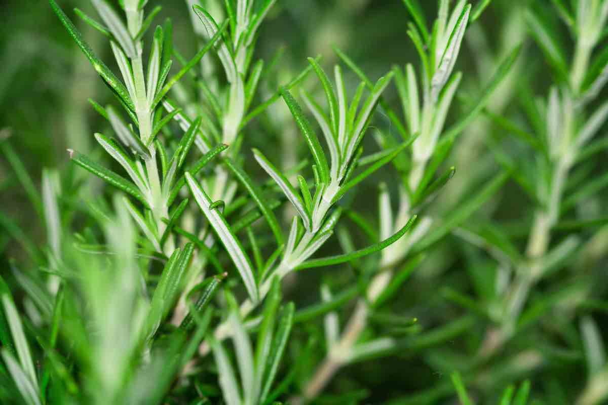 pianta di rosmarino