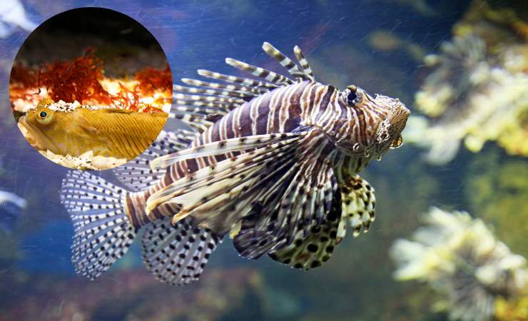 tracina e pesce scorpione