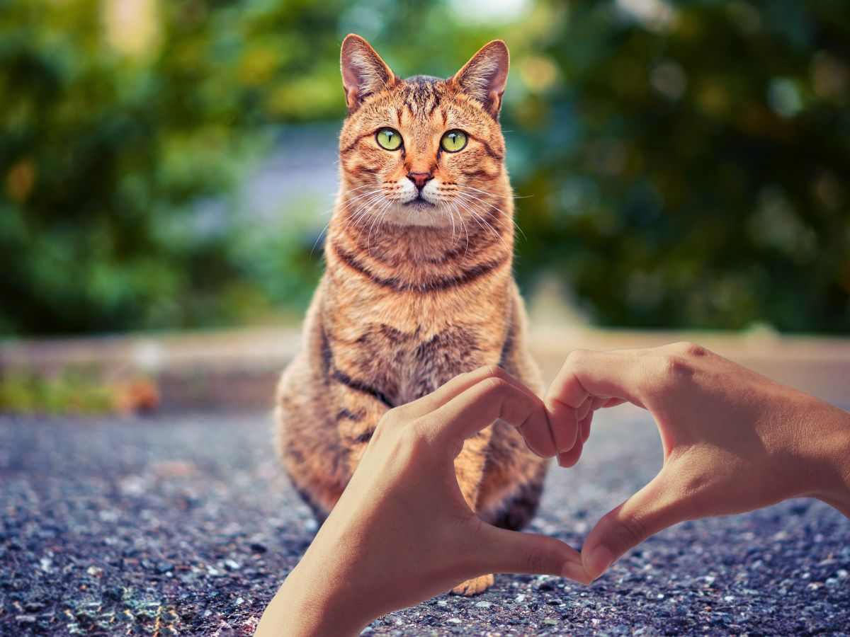sfondo gatto e mani a cuore