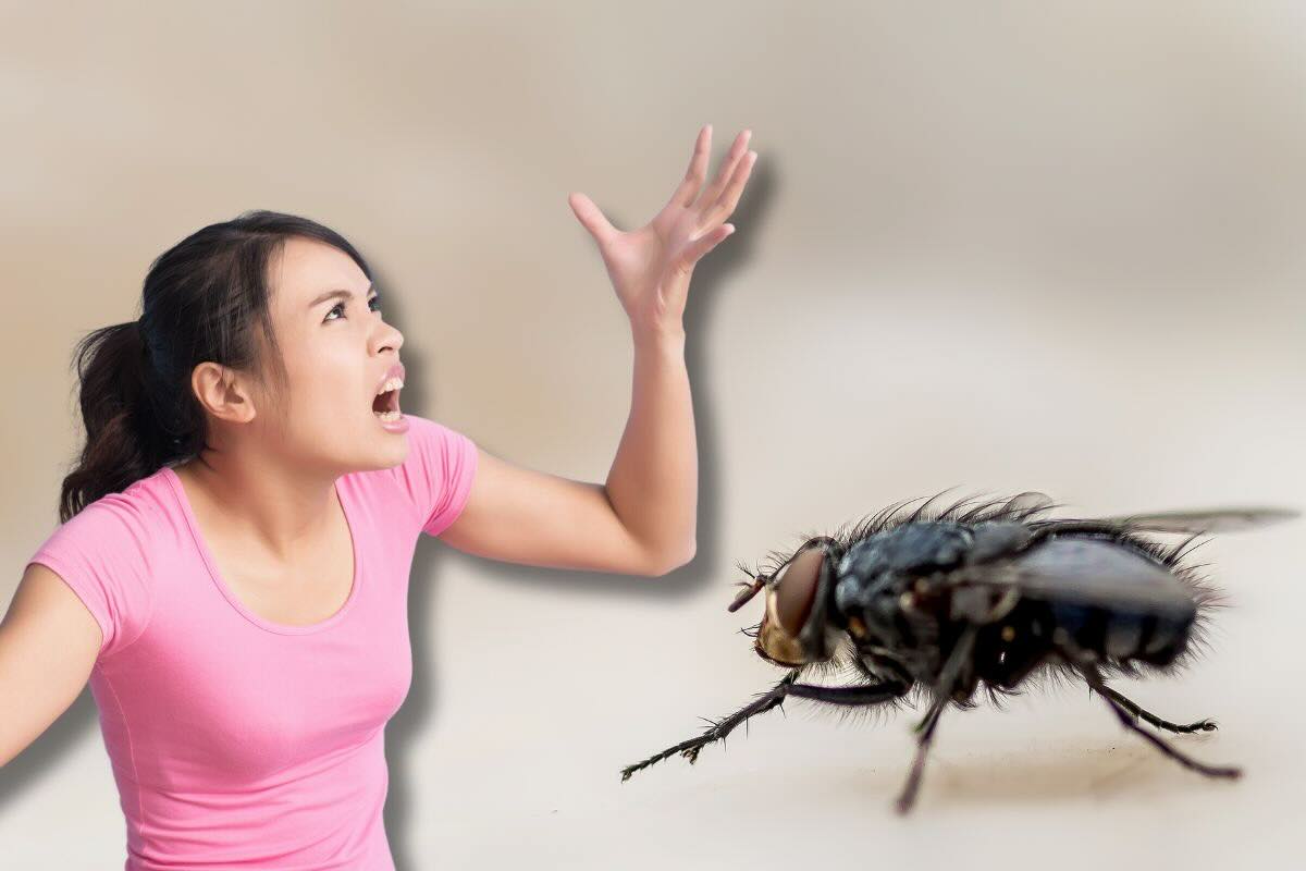 Donna arrabbiata, mosca