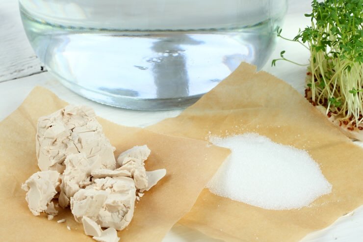 lievito, zucchero, acqua 