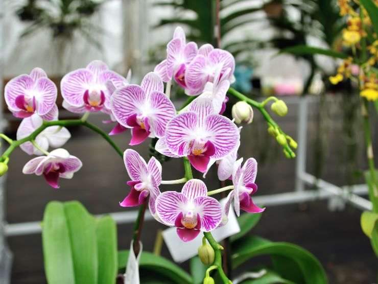 pianta di orchidea