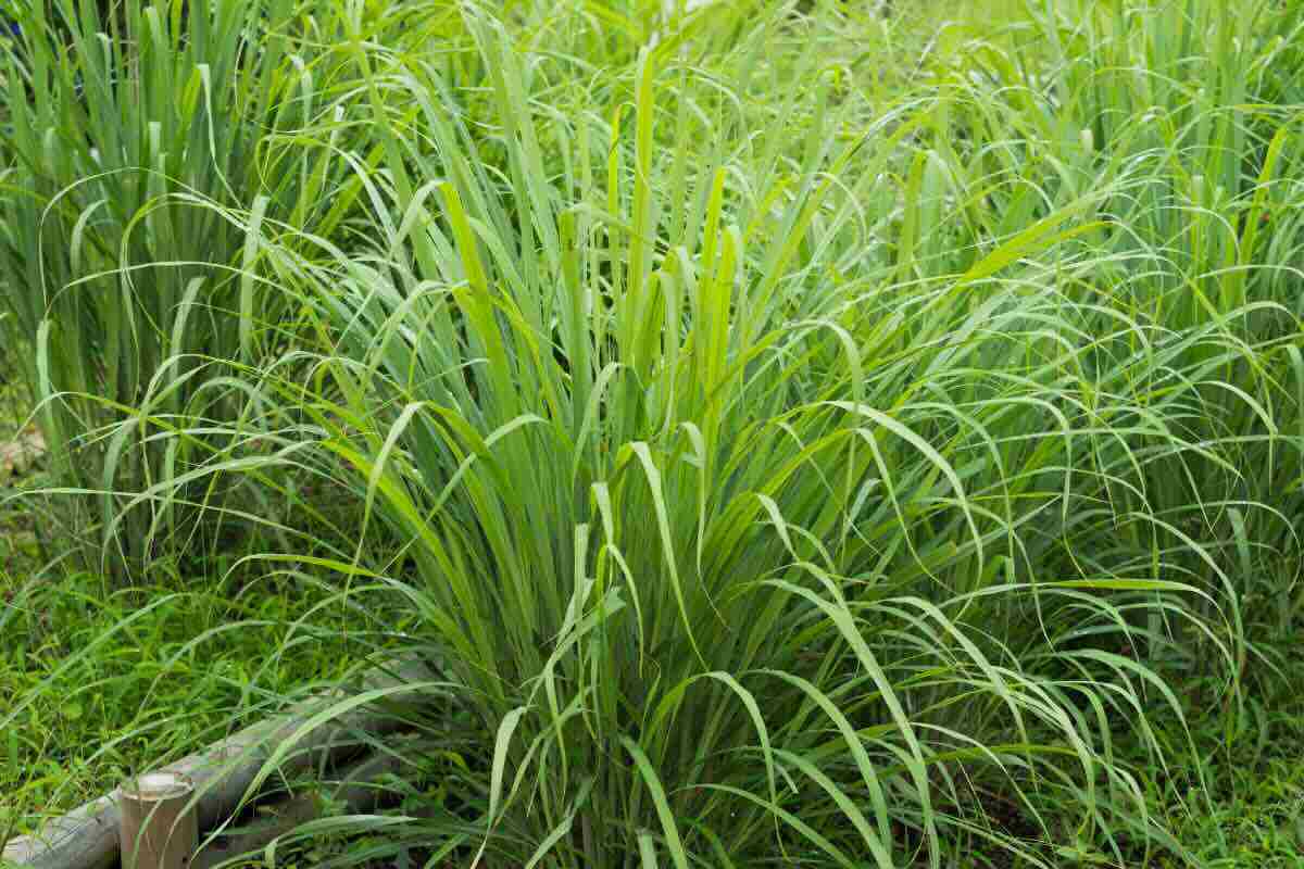 pianta di lemongrass