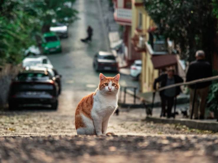gatto per strada