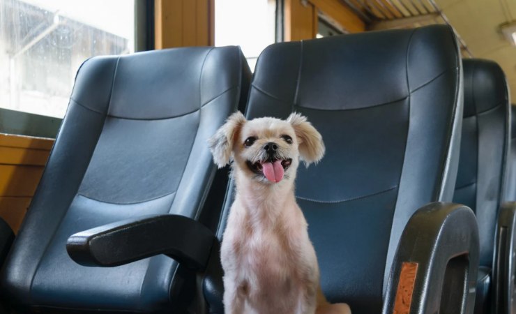 Cane seduto su posto treno