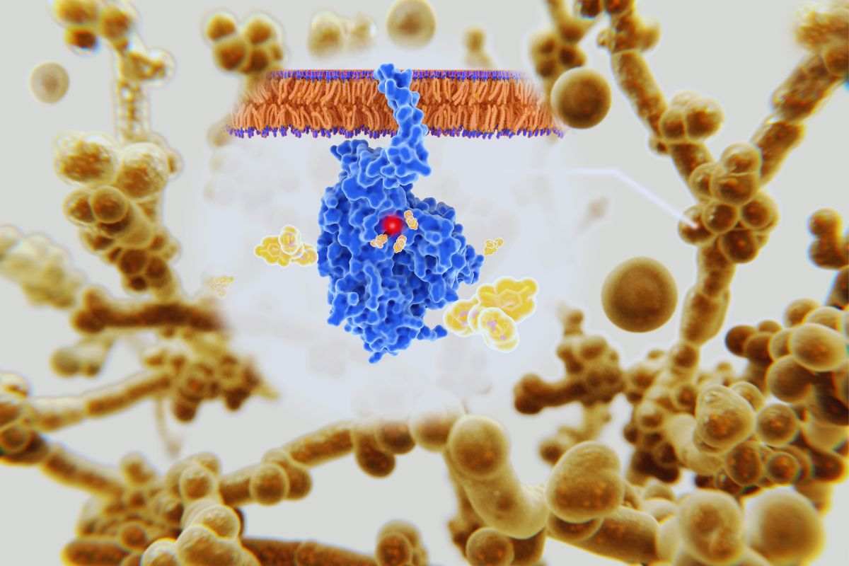 Immagine molecolare di struttura fungina nell'organismo