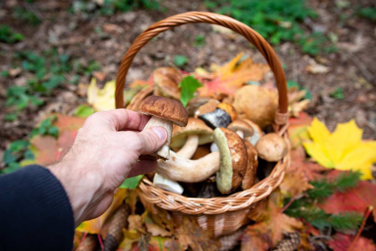 Cesto di funghi nel bosco e uomo che ne prende uno in mano