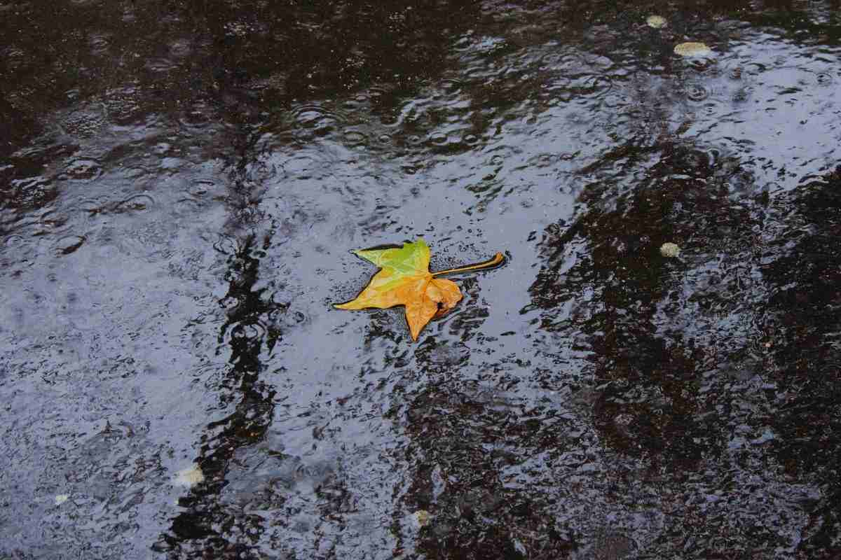 Foglia che galleggia in una pozzanghera