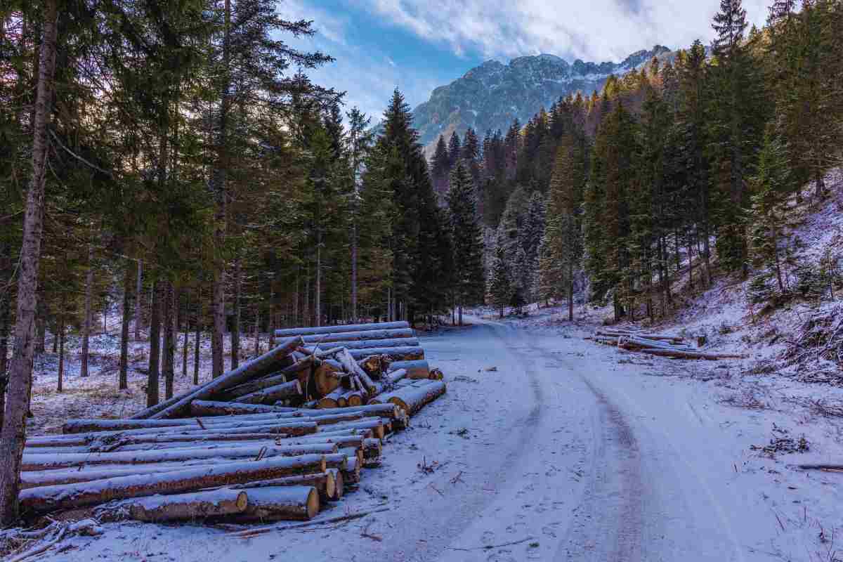 Paesaggio boschivo innevato