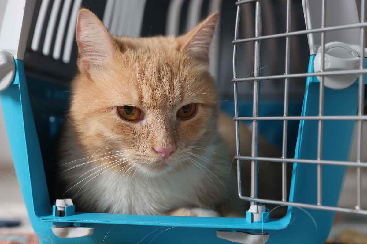 Gatto in trasportino