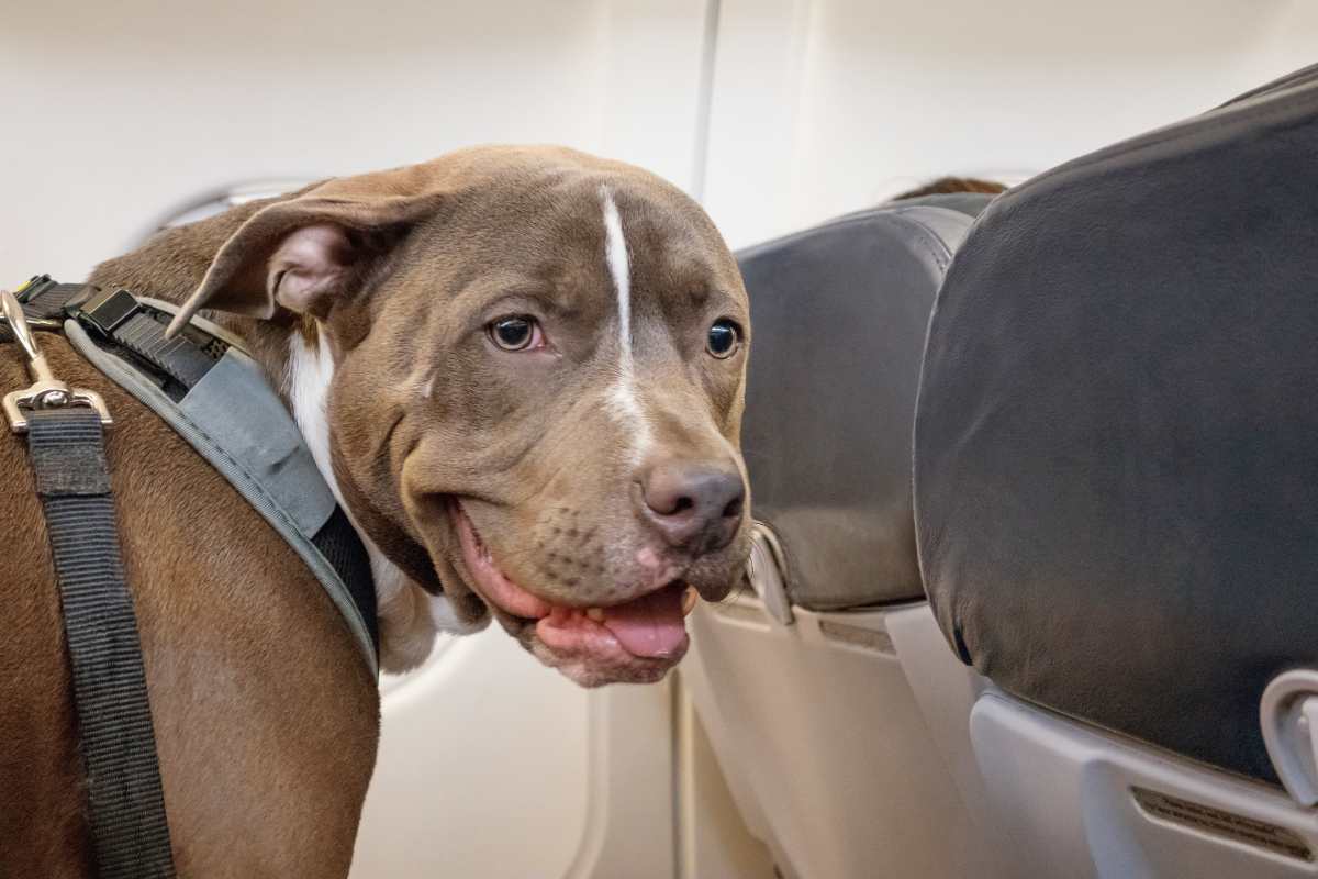 cane in aereo