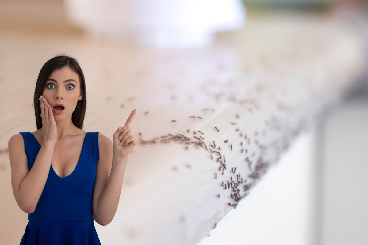 Donna preoccupata e piano cottura pieno di formiche