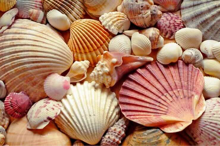 Conchiglie 