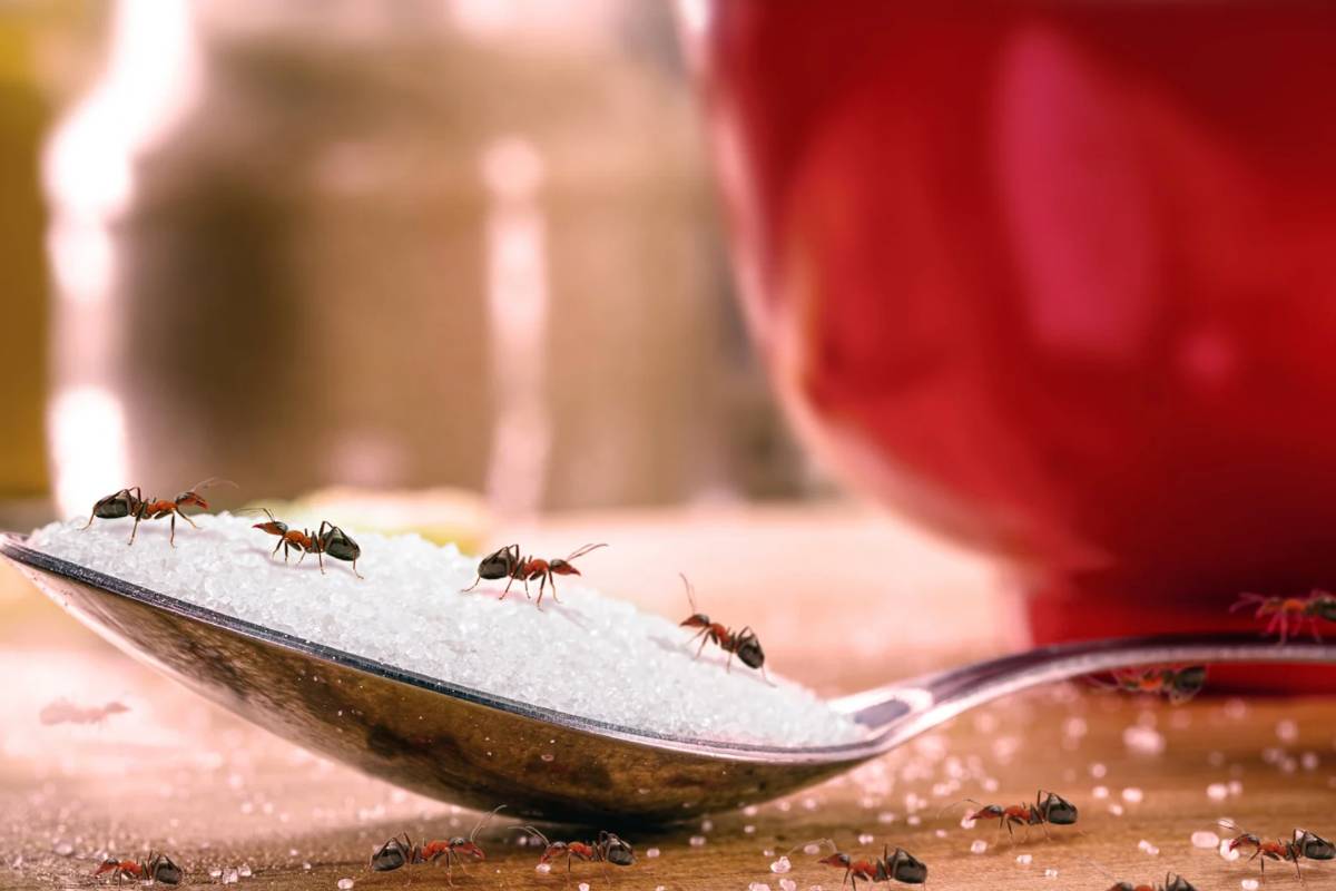 Formiche su un cucchiaio di zucchero