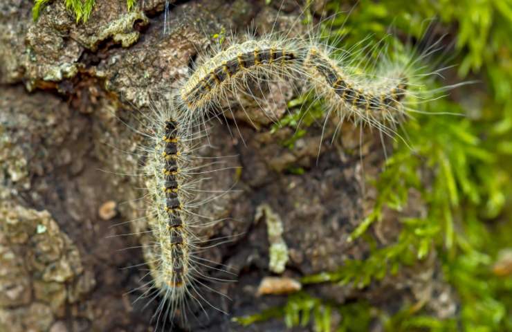 gatta pelosa su albero