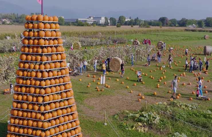 giardino delle zucche di tulipania