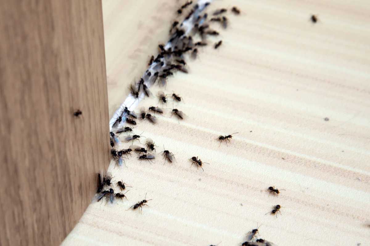 Formiche che camminano in casa sul pavimento