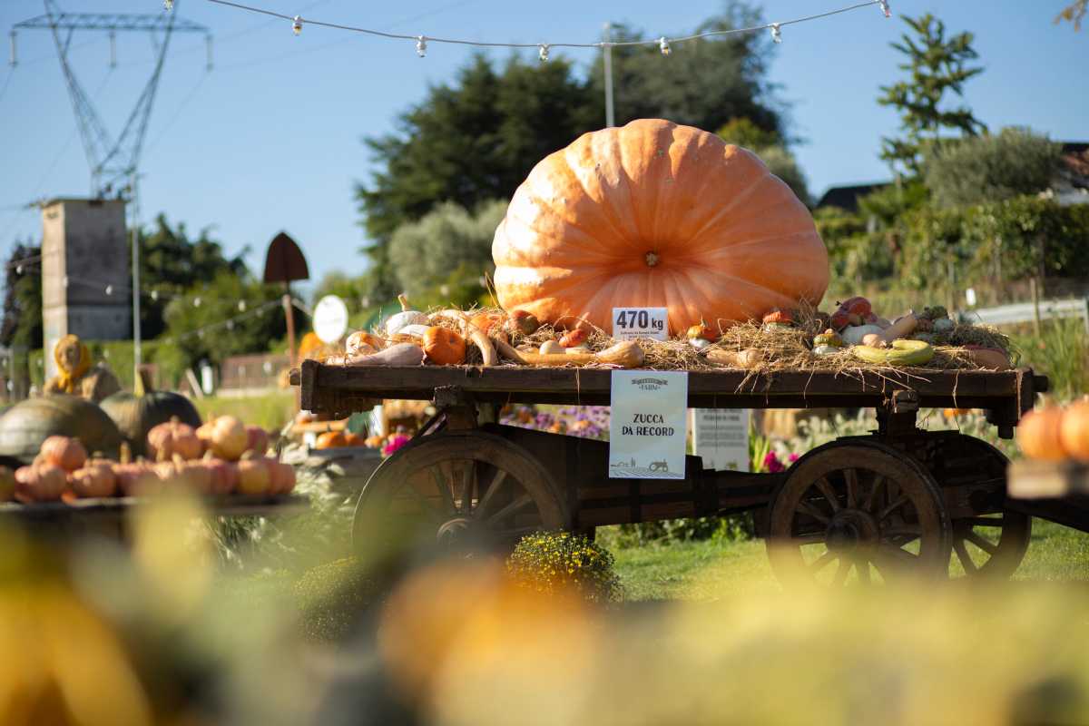 Parco delle zucche; zucca record