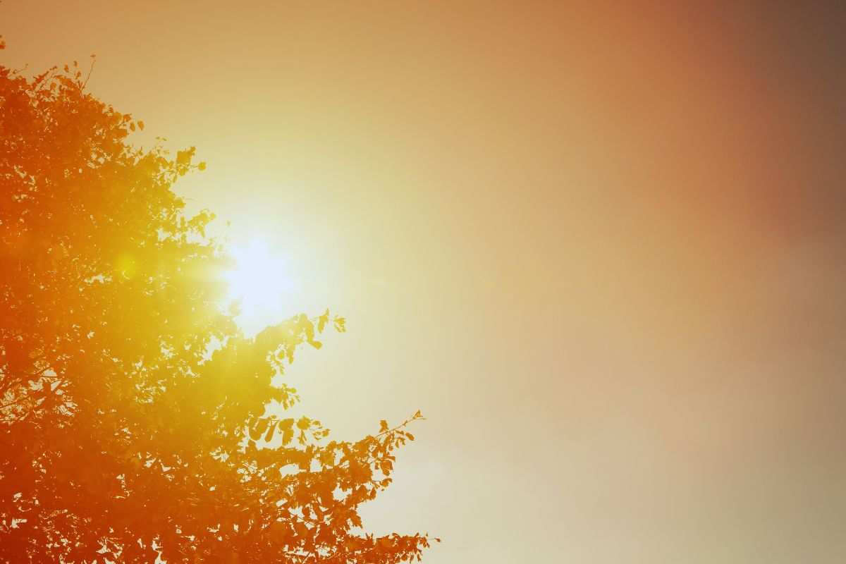 sole che sbuca tra le fronte di un albero