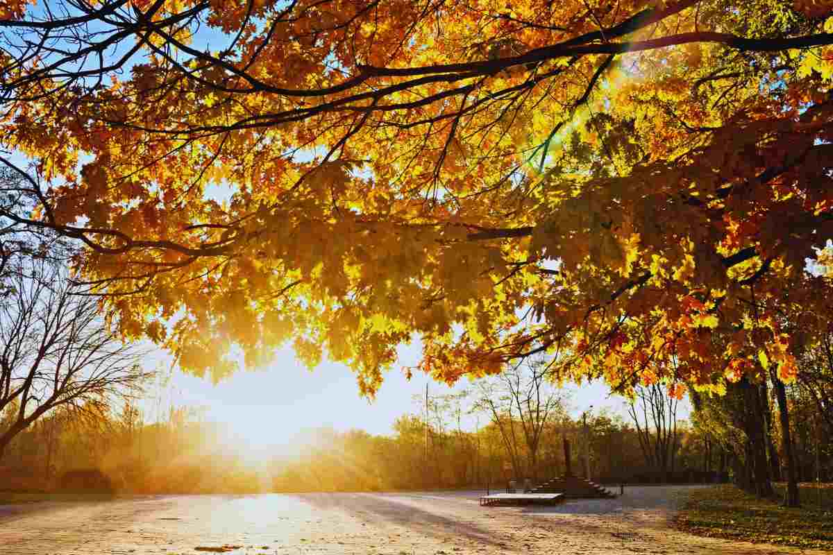 Sole illumina bosco in pieno autunno
