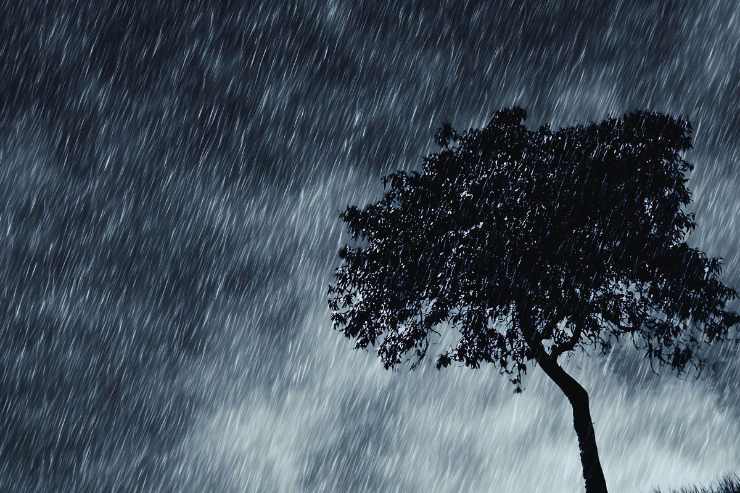 Albero inondato da pioggia battente