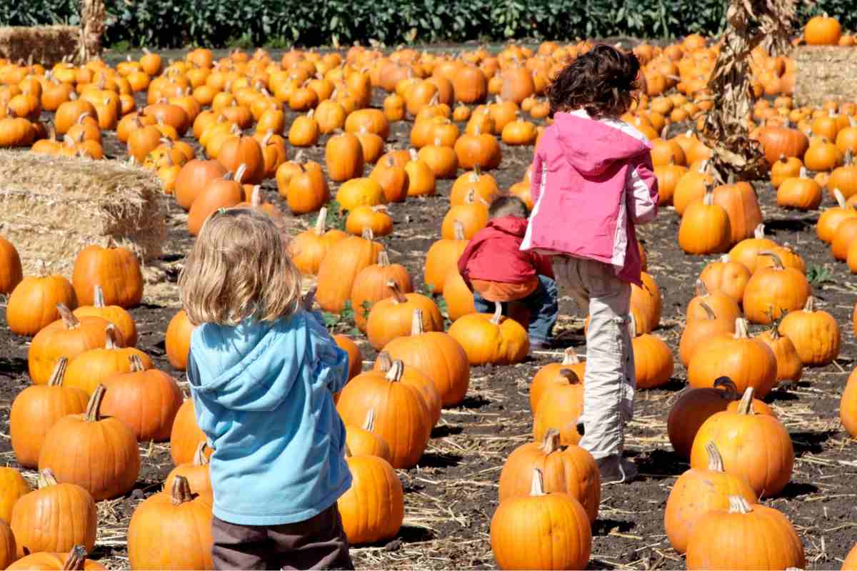 campi di zucche e bambini