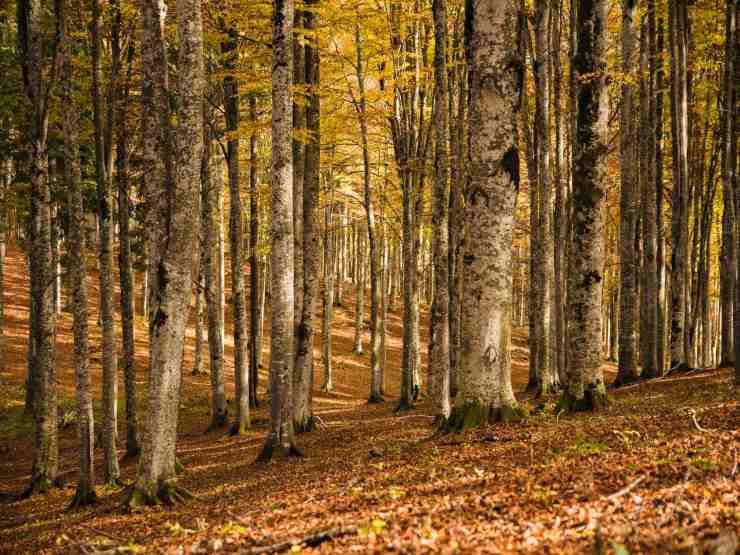 bosco autunnale 